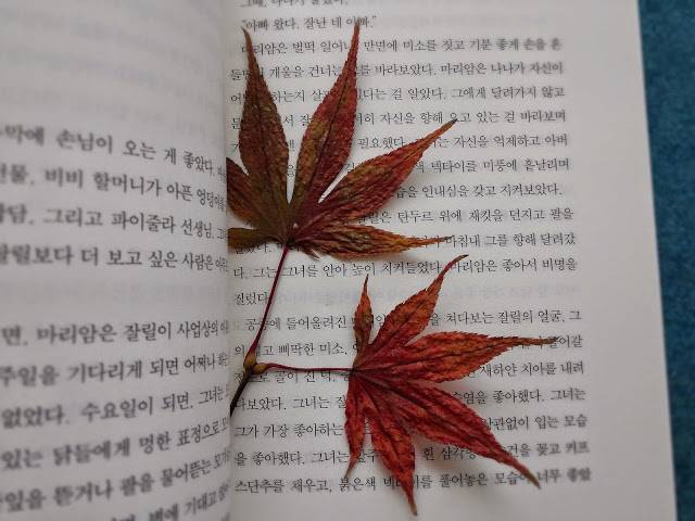 책 갈피에 끼워 말린 나뭇잎